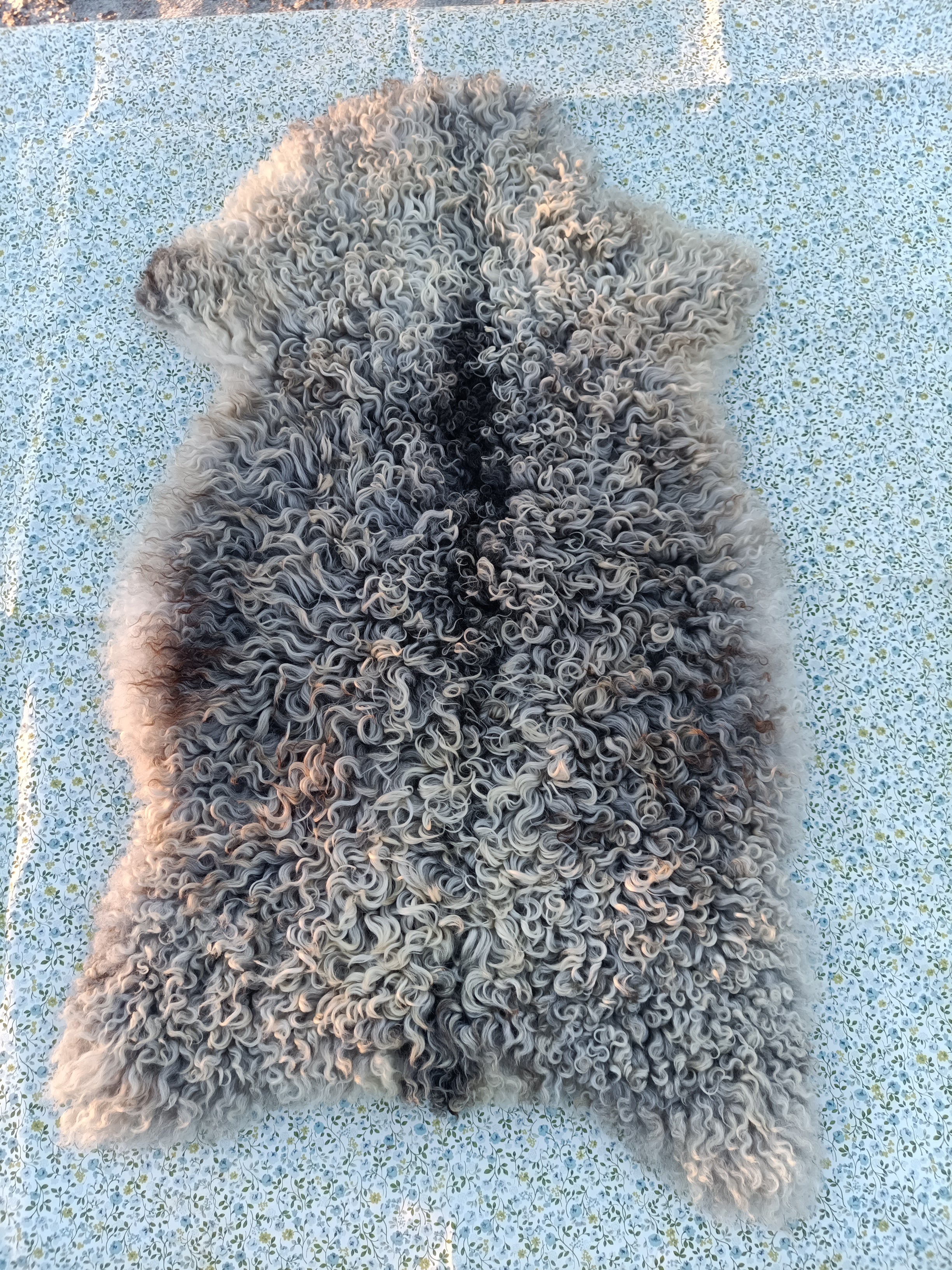 Gotlannin turkislampaan vaaleanharmaa talja siimalla, irtonainen kihara (Ekoparkittu pitkävillainen talja)