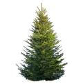Joulukuusi Suuri (180–230 cm)
