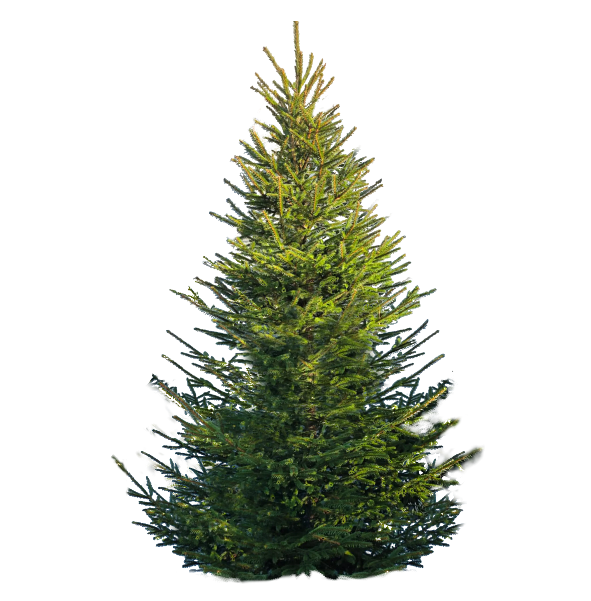 Joulukuusi Suuri (180–230 cm)