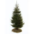 Joulukuusi Pieni (120–150 cm)